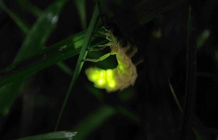 download australian glow worm